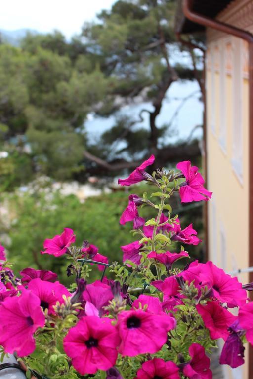 Guest house Il Timone Lerta *